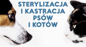 Akcja Sterylizacji i kastracji psów i kotów.